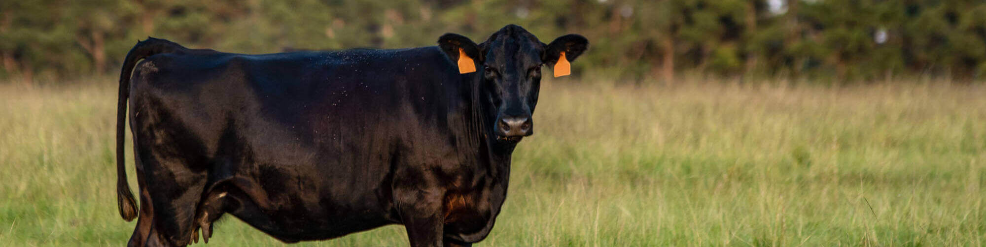 Angus Cow Green Background