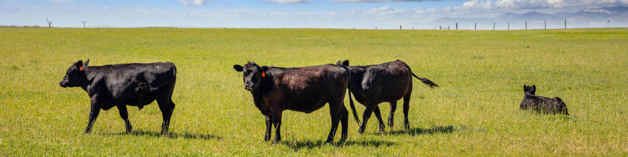 Cows In A Pasture, Clear Blue Sky In A Sunny Spring Day, Texas, Usa.