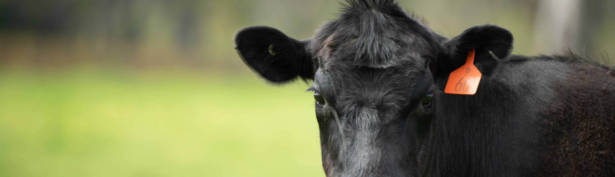 Beef Cows And Calves Grazing On Grass In Australia. Eating Hay A