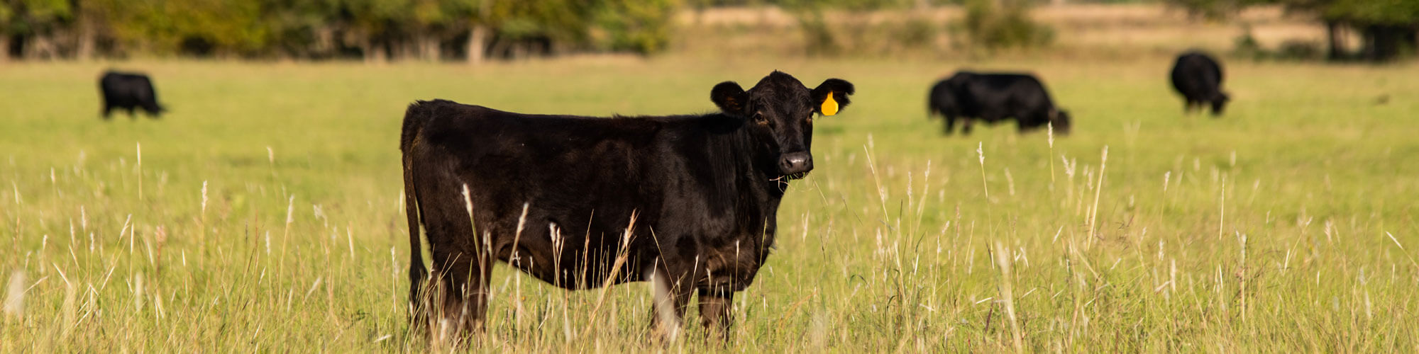 Angus Calf With Herd Out Of Focus